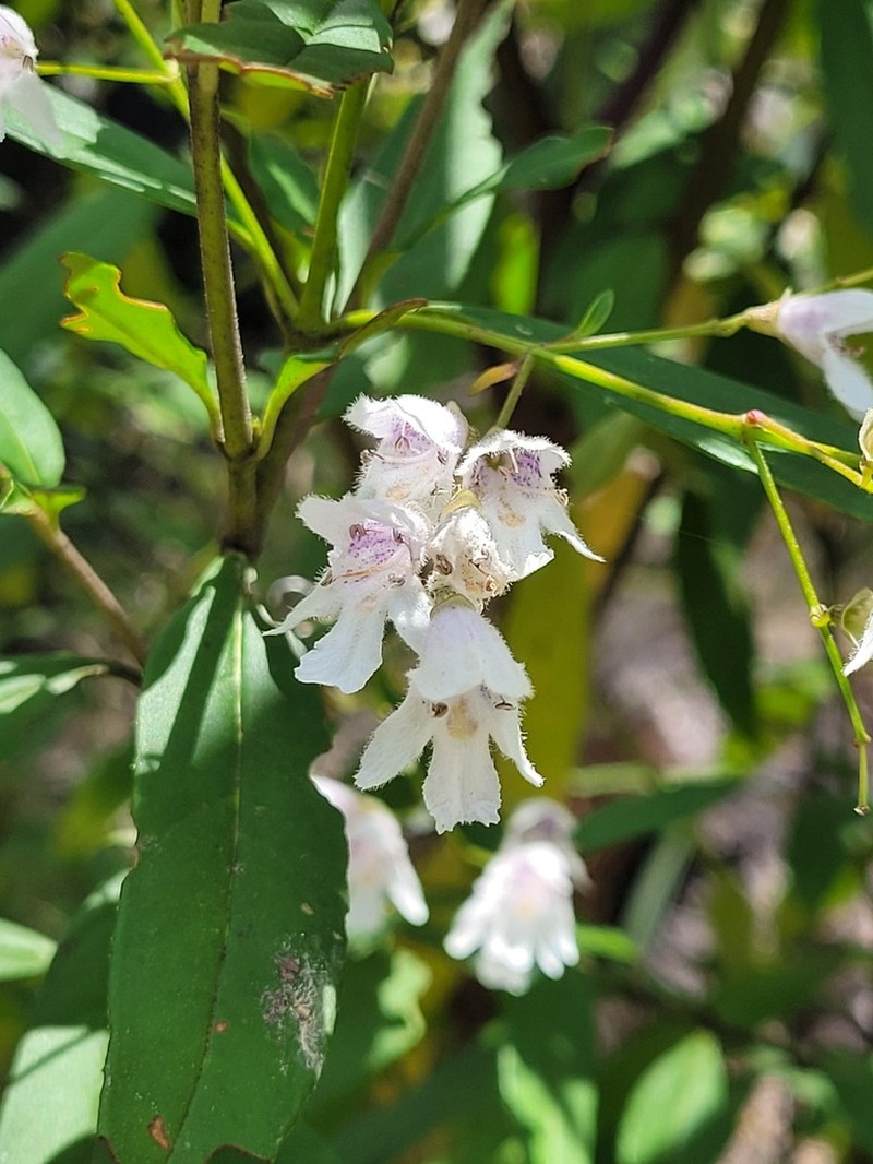 Prostanthera largiflorens photo 7