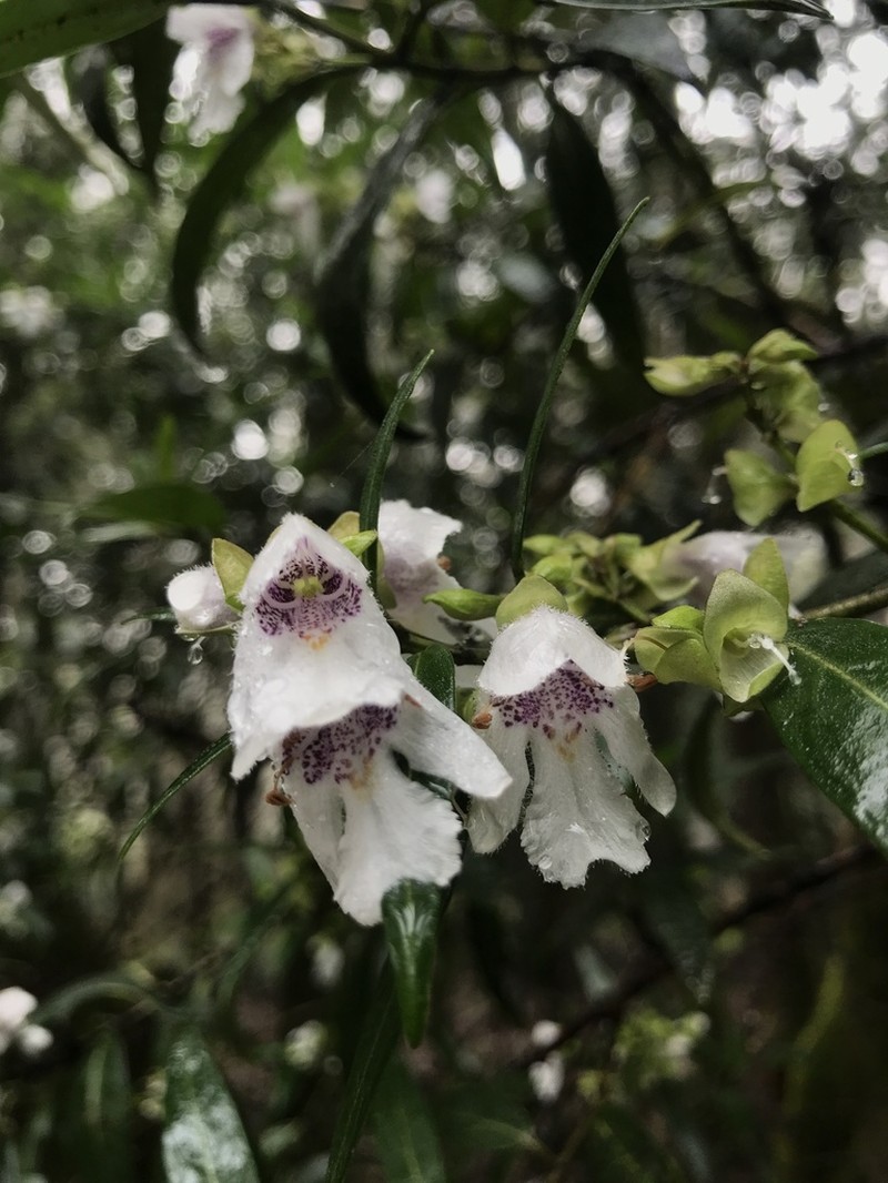 Prostanthera largiflorens photo 8
