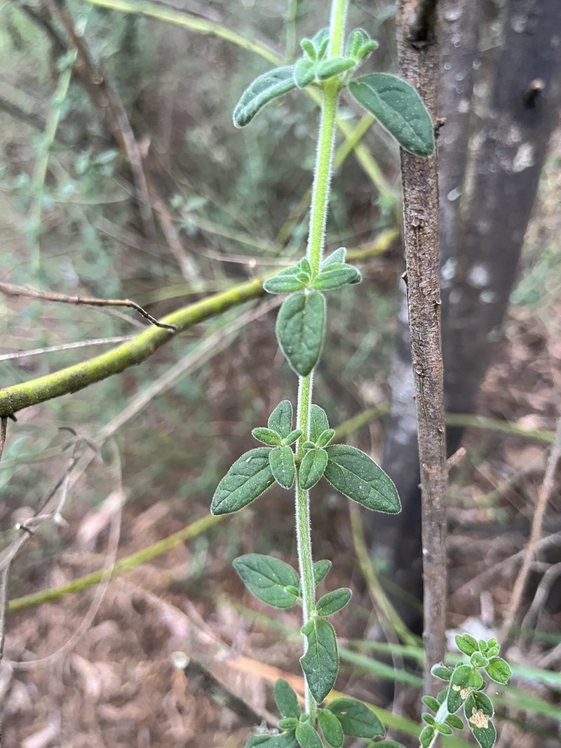Prostanthera makinsonii photo 2