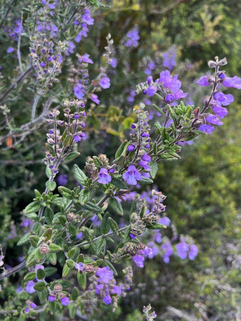 Prostanthera makinsonii photo 3