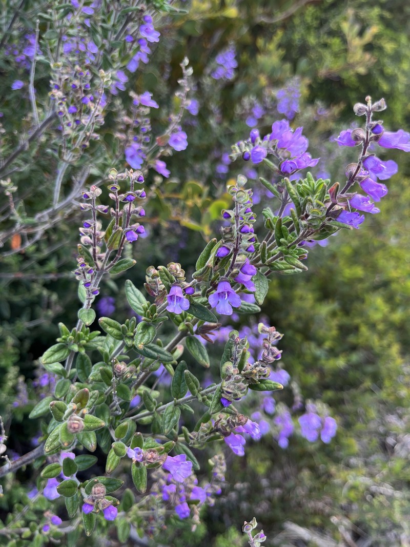 Prostanthera makinsonii photo 4