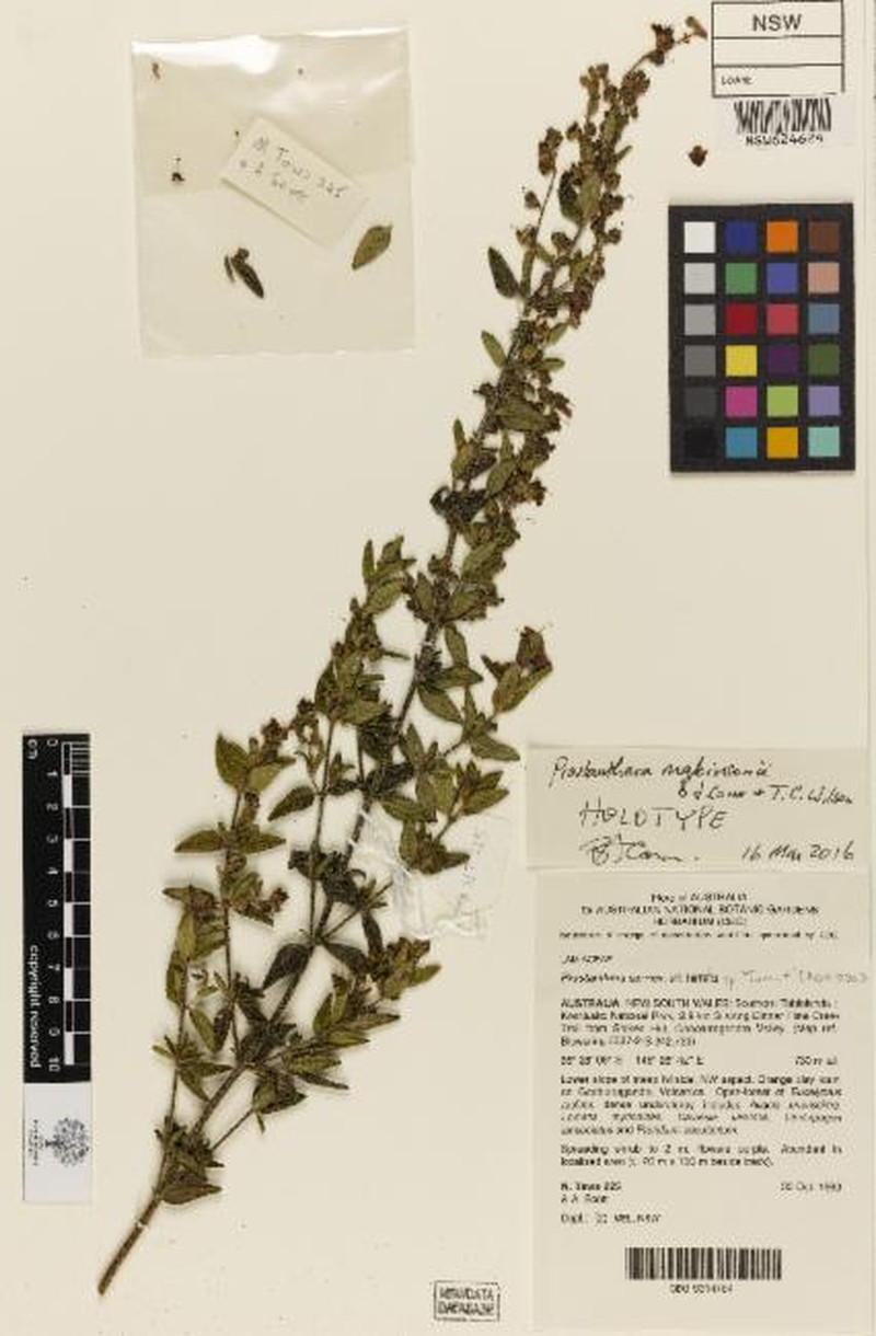 Prostanthera makinsonii photo 5