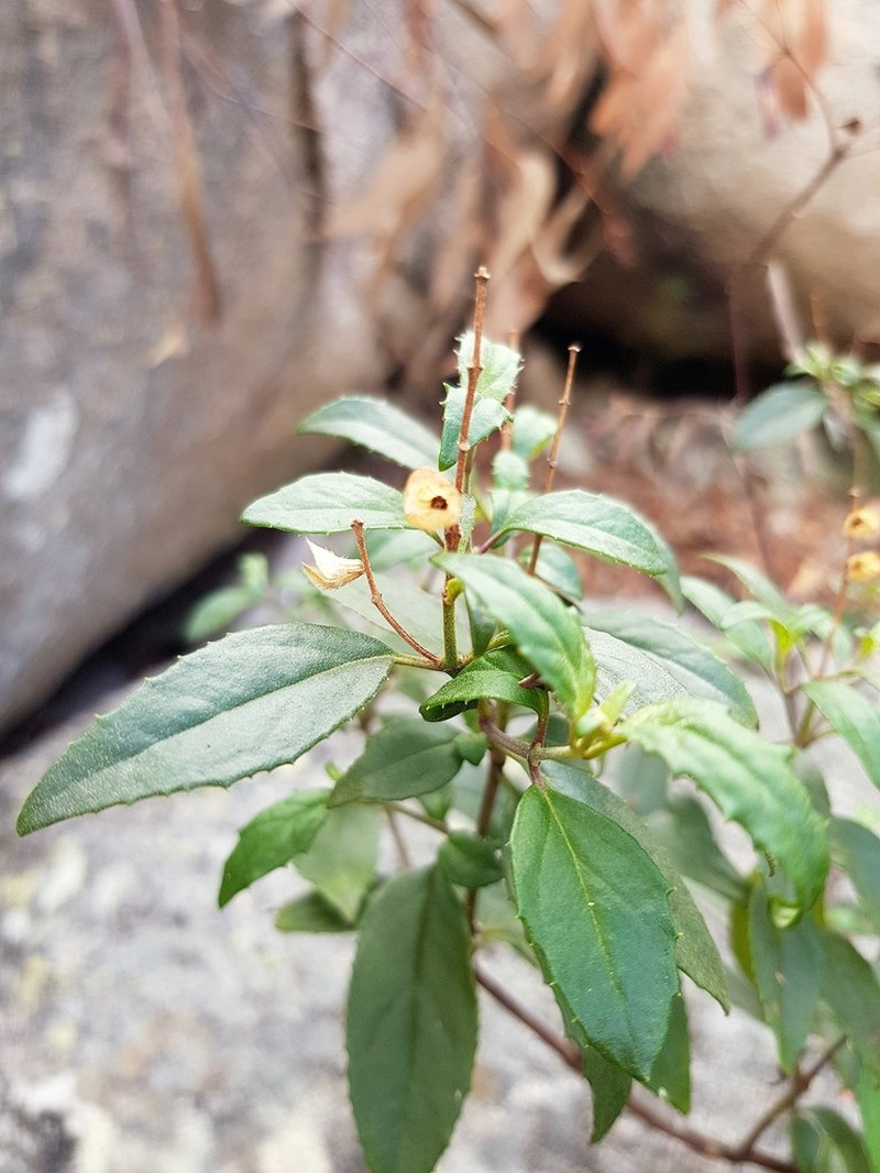 Prostanthera rupicola