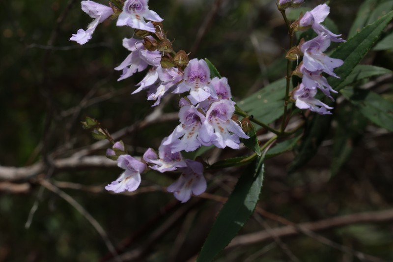 Prostanthera rupicola photo 2