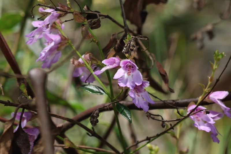 Prostanthera rupicola photo 3