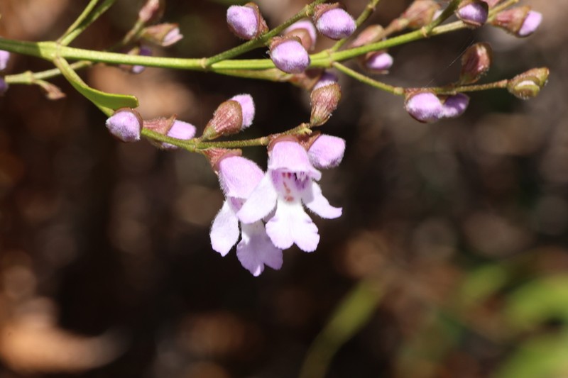 Prostanthera rupicola photo 4