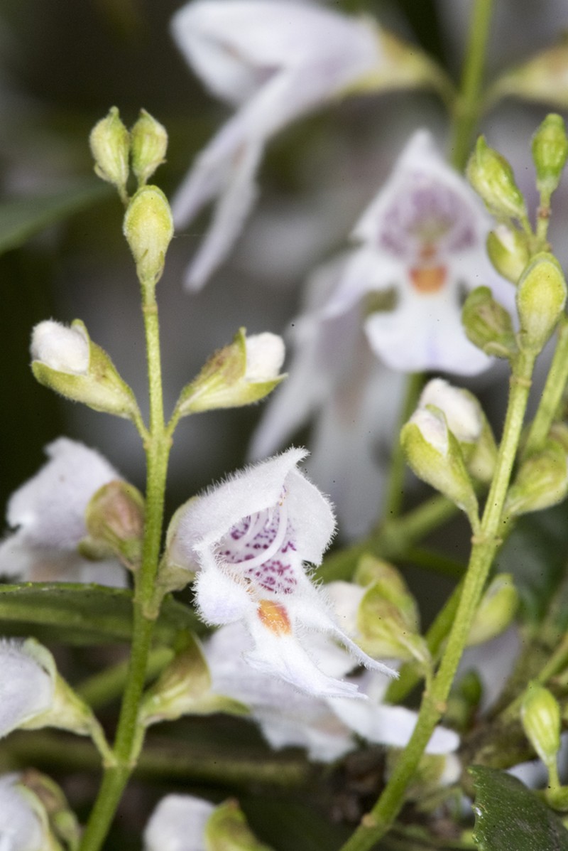 Prostanthera subalpina