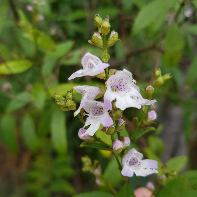Prostanthera subalpina photo 2