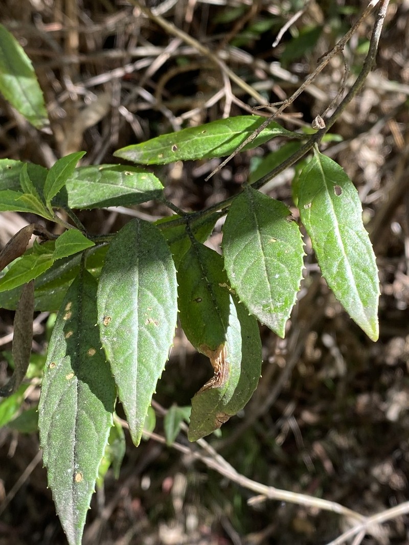 Prostanthera subalpina photo 3