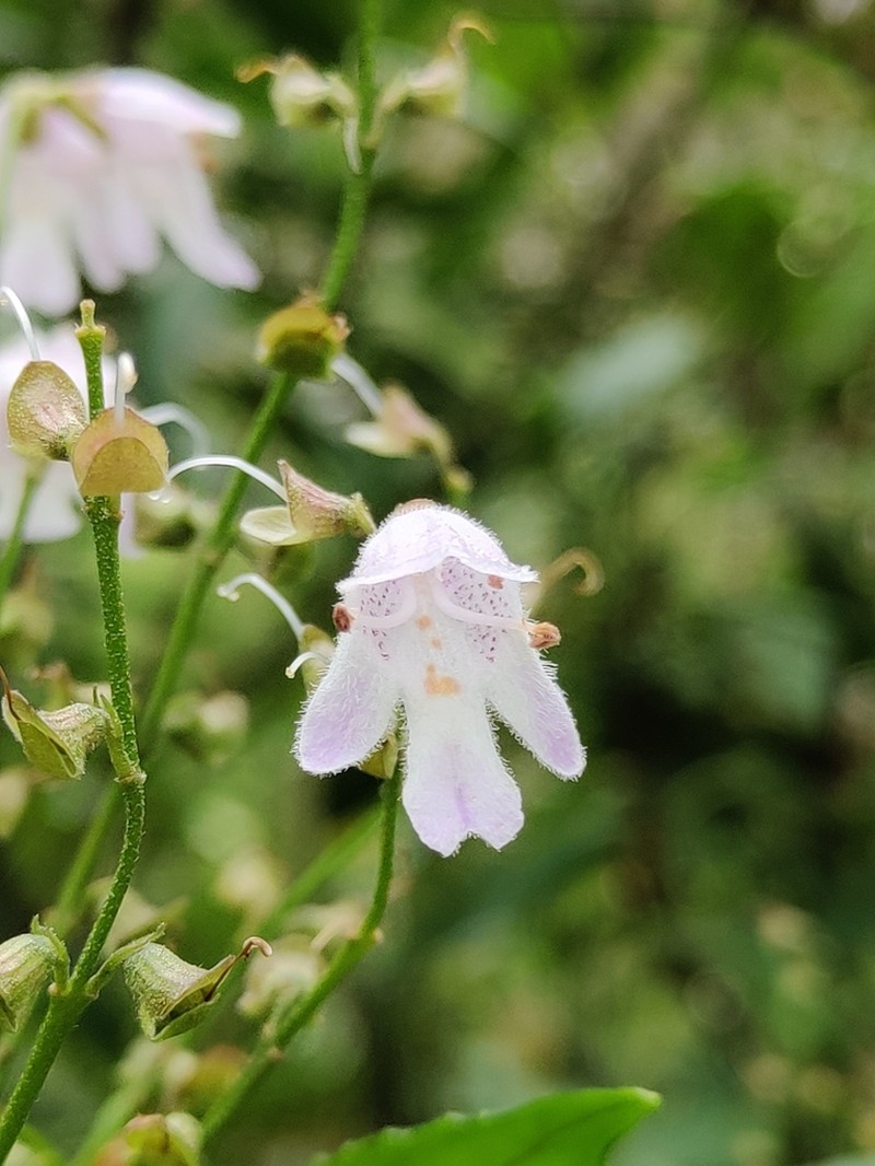 Prostanthera subalpina photo 4