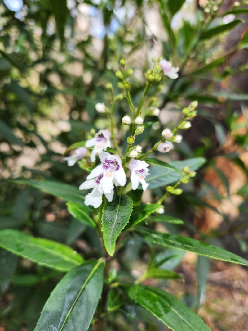 Prostanthera subalpina photo 5