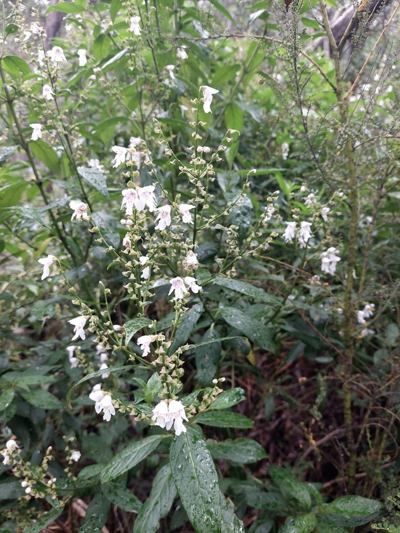 Prostanthera subalpina photo 6