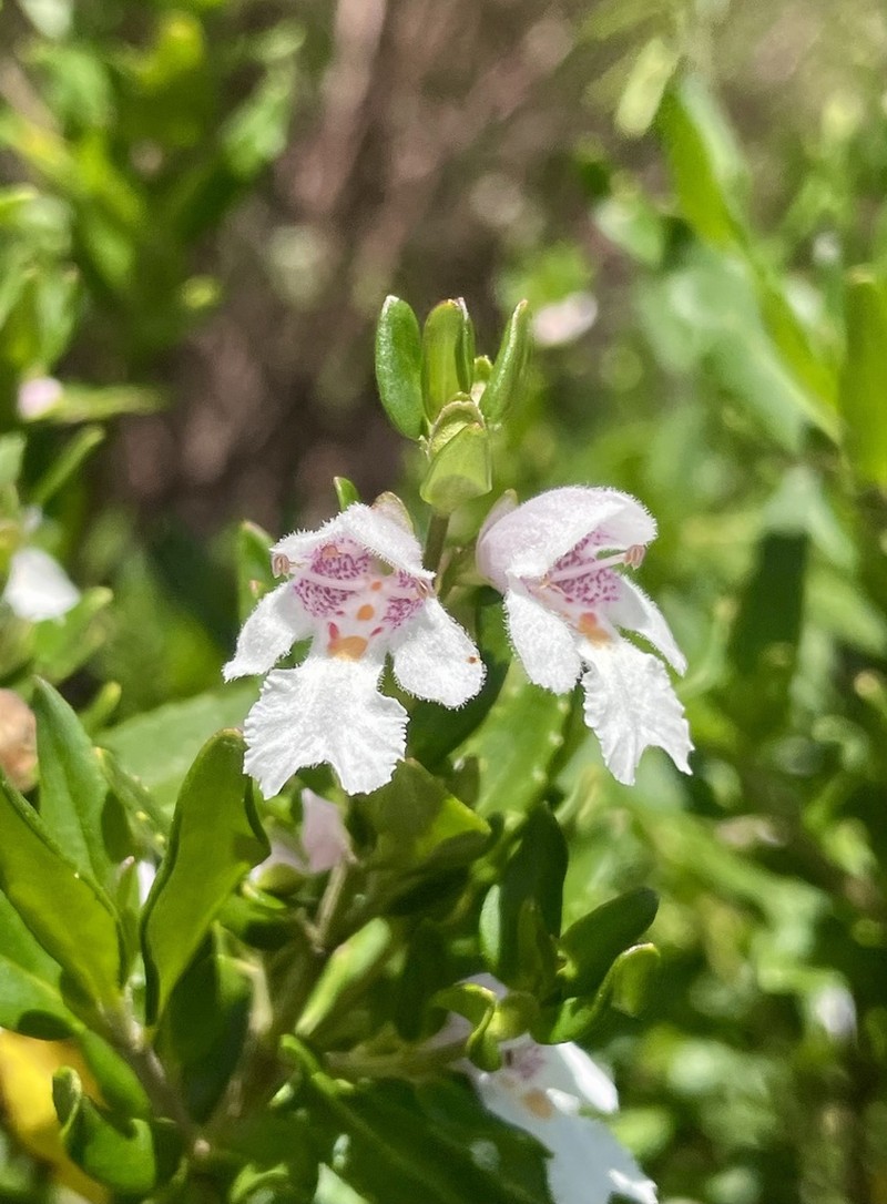 Prostanthera subalpina photo 7