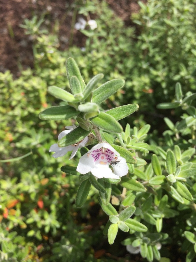 Prostanthera volucris