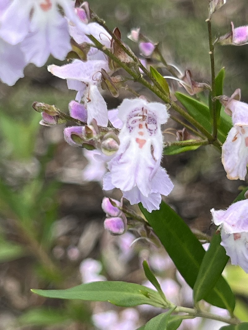 Prostanthera williamsii