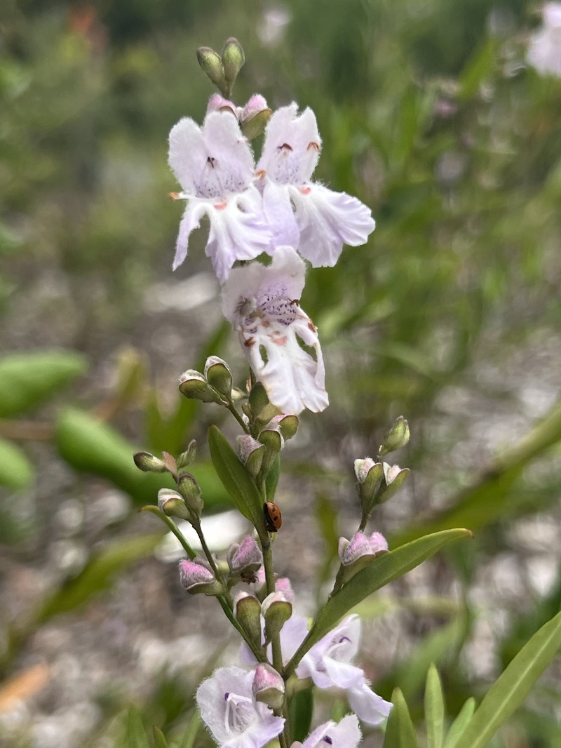 Prostanthera williamsii photo 2