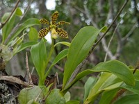 Dollar Orchid