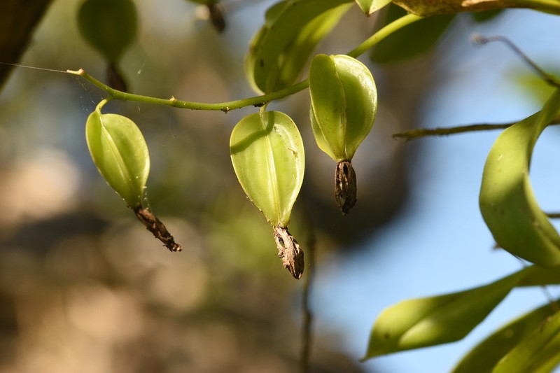 Dollar Orchid photo 3