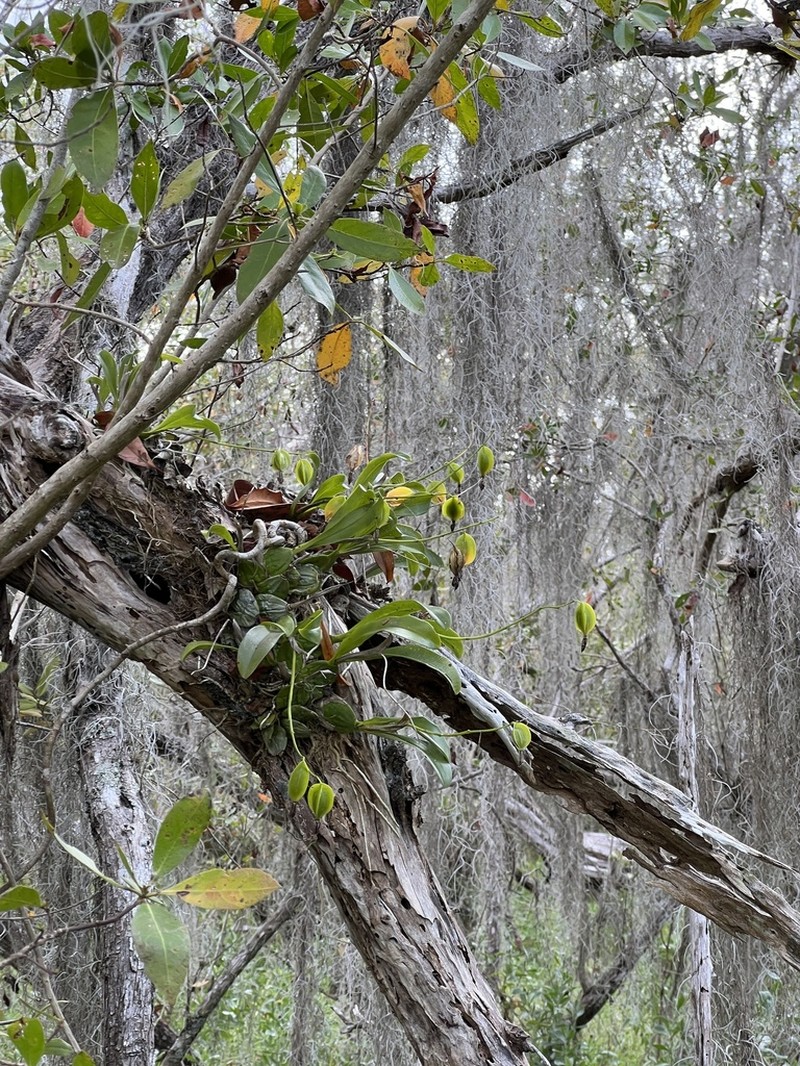 Dollar Orchid photo 6