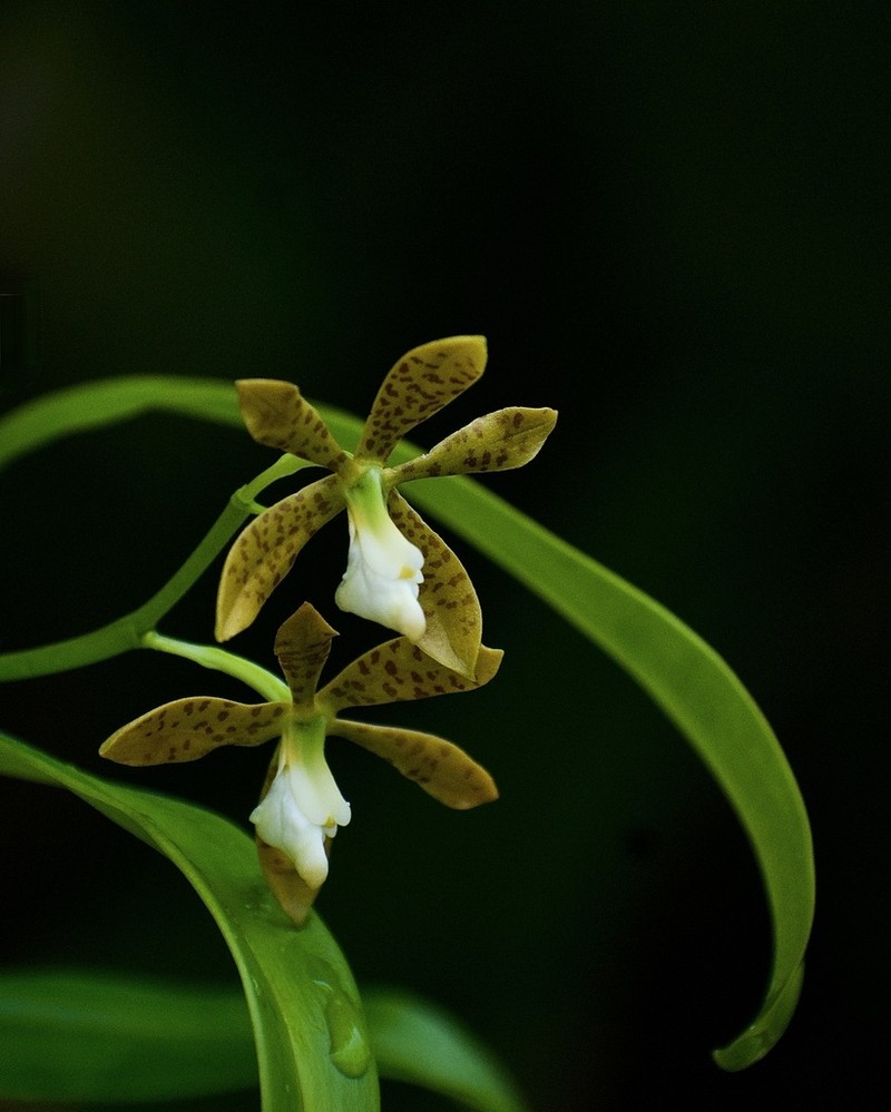 Dollar Orchid photo 7