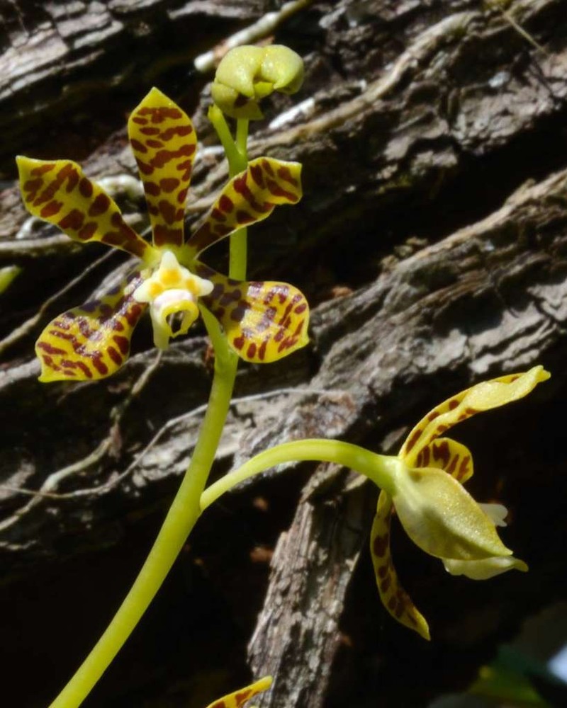 Dollar Orchid photo 8