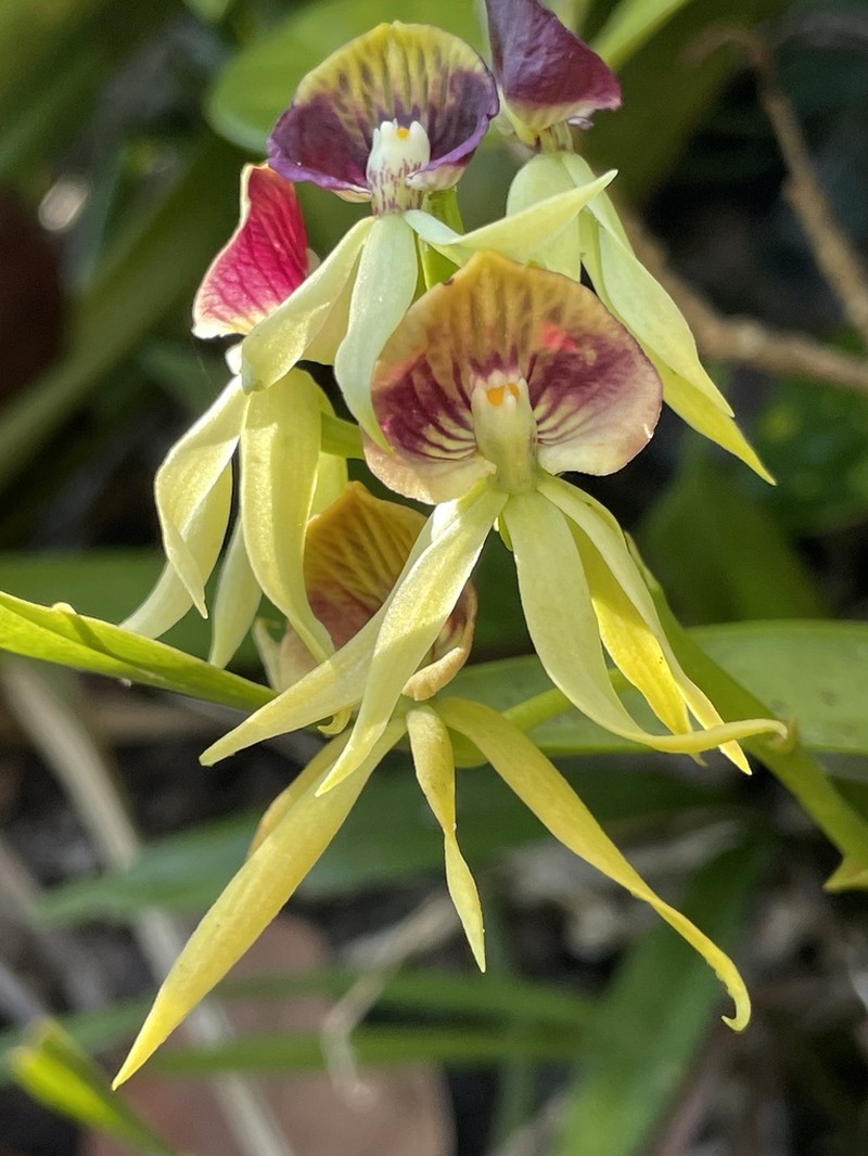 Clamshell Orchid photo 2