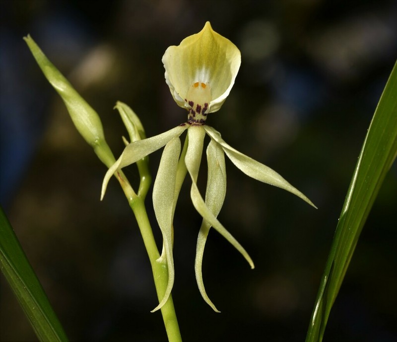 Clamshell Orchid photo 3