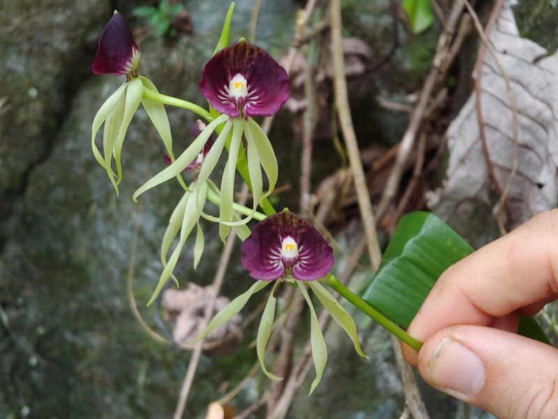 Clamshell Orchid photo 4