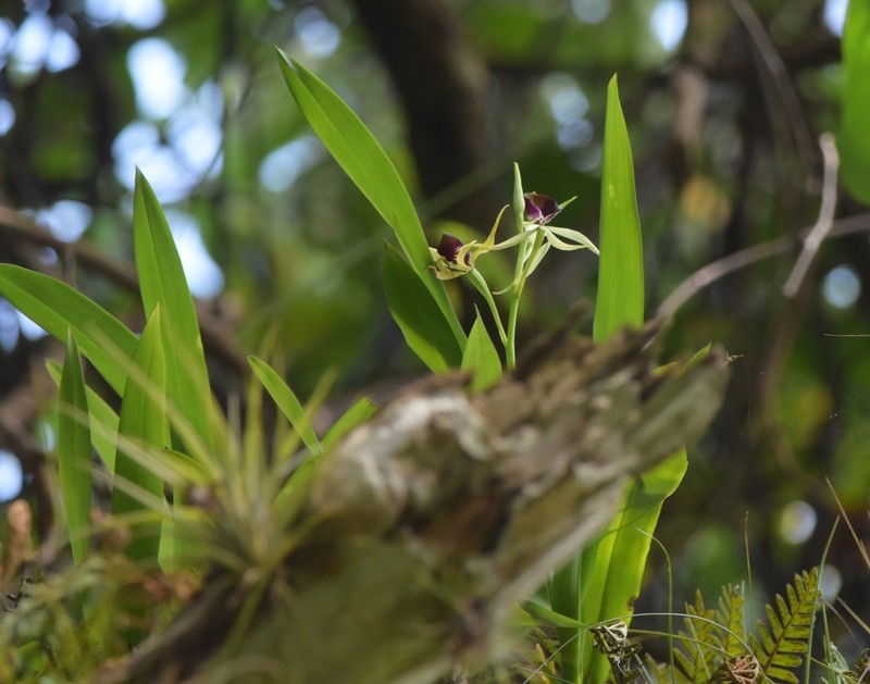 Clamshell Orchid photo 5