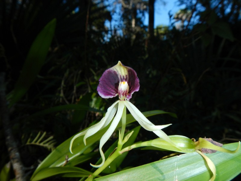 Clamshell Orchid photo 6