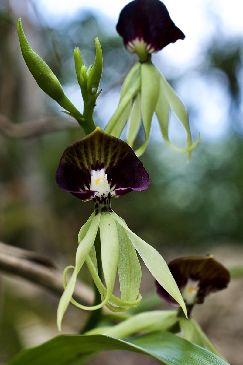 Clamshell Orchid photo 7