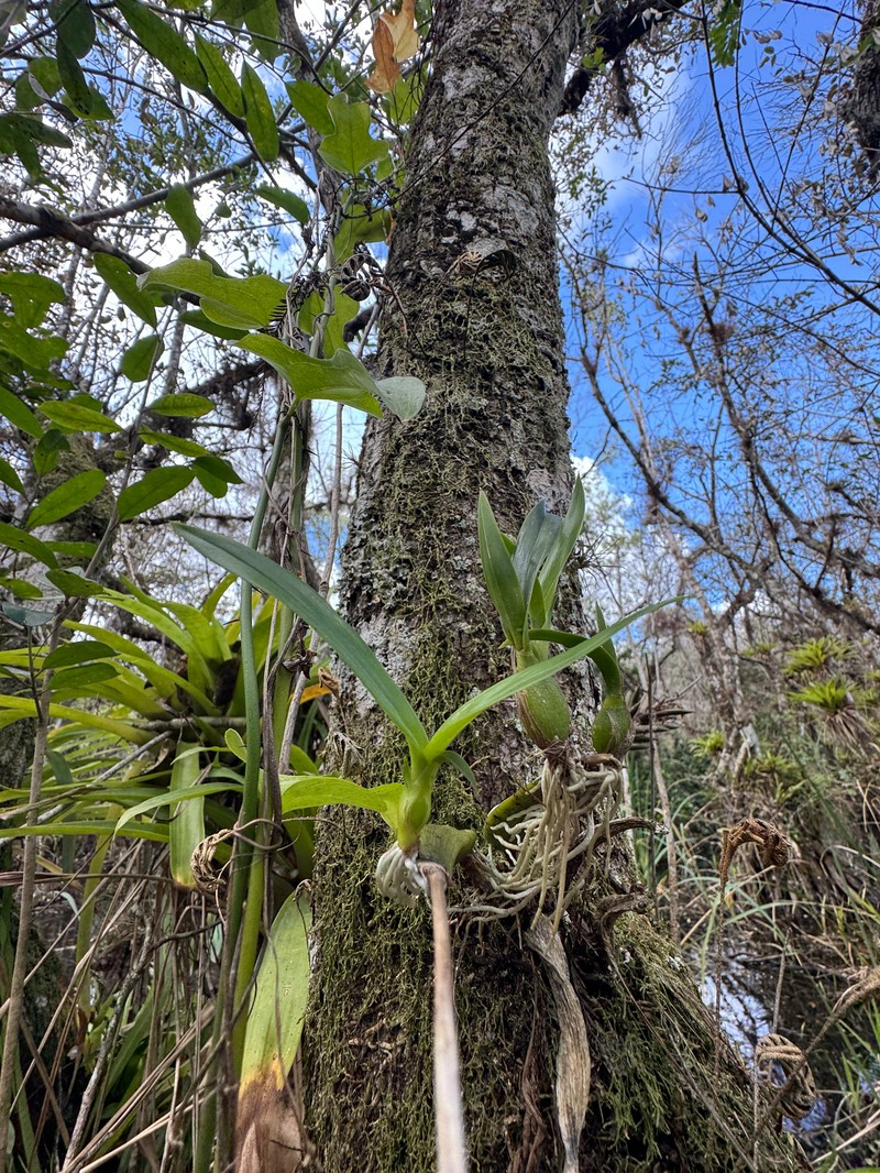 Prosthechea cochleata var. triandra