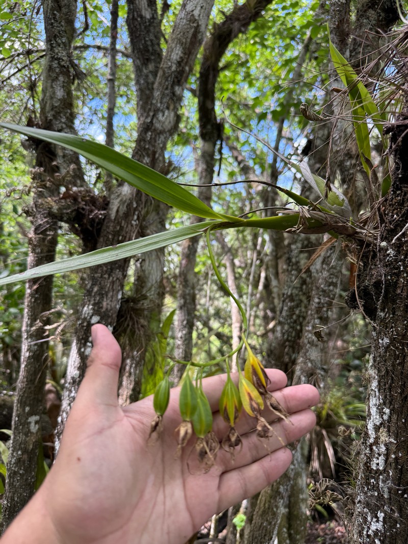 Prosthechea cochleata var. triandra photo 2
