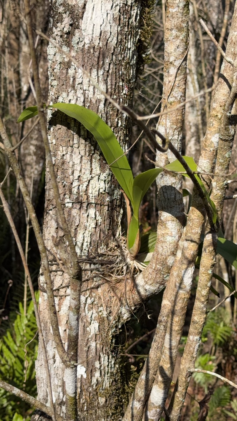 Prosthechea cochleata var. triandra photo 3