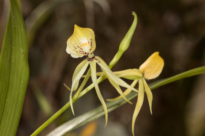 Prosthechea cochleata var. triandra photo 6