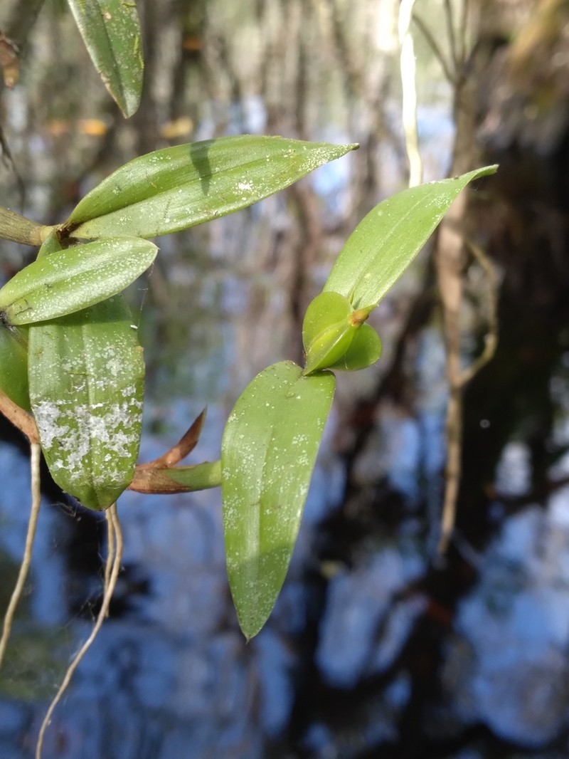 Dwarf Butterfly Orchid
