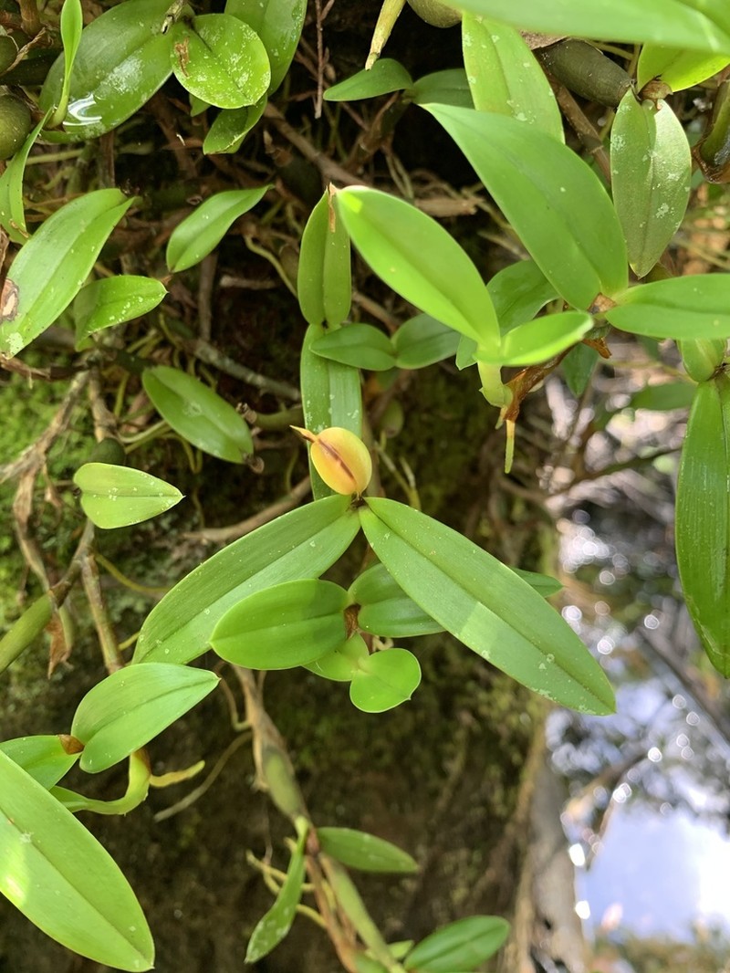 Dwarf Butterfly Orchid photo 2