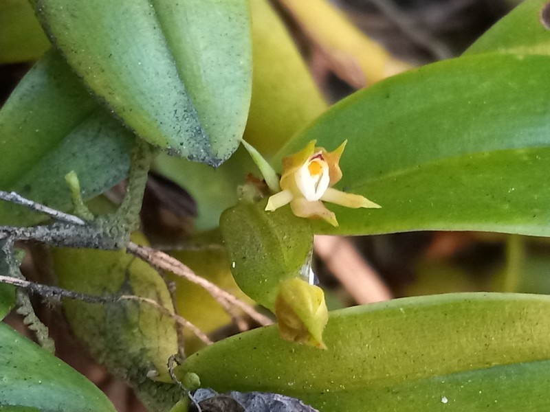 Dwarf Butterfly Orchid photo 3
