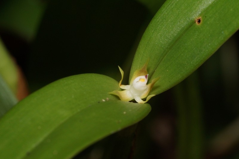 Dwarf Butterfly Orchid photo 4