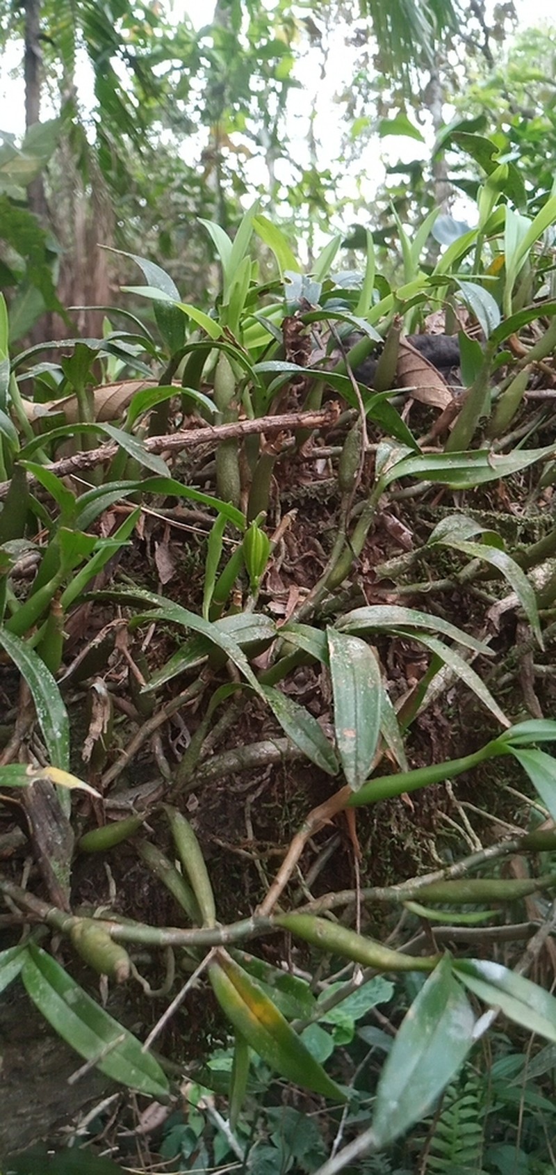 Dwarf Butterfly Orchid photo 5