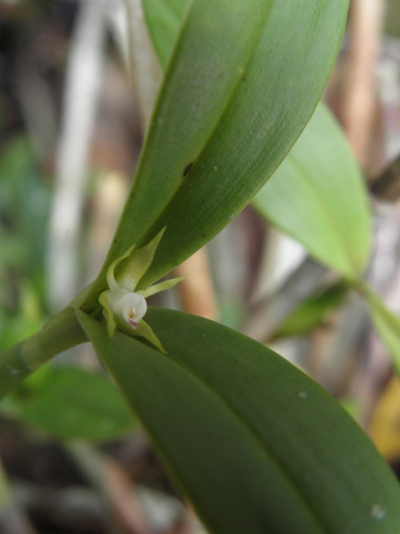 Dwarf Butterfly Orchid photo 6