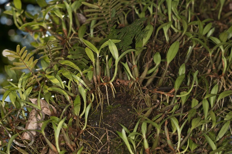 Dwarf Butterfly Orchid photo 7