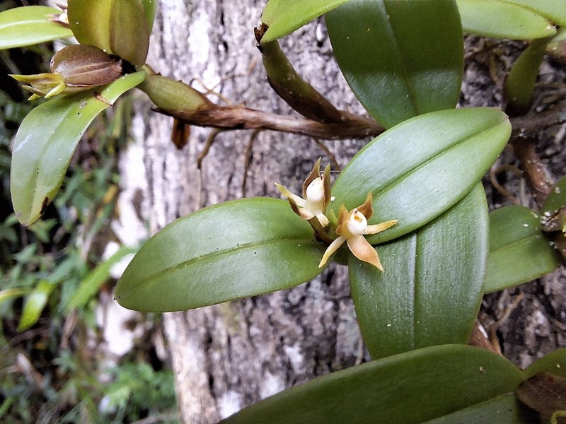 Dwarf Butterfly Orchid photo 8