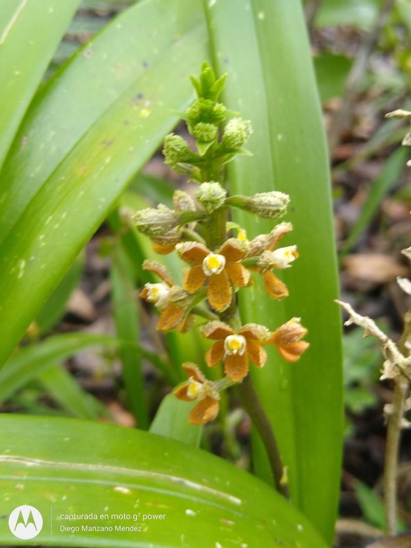 Prosthechea sanchezii
