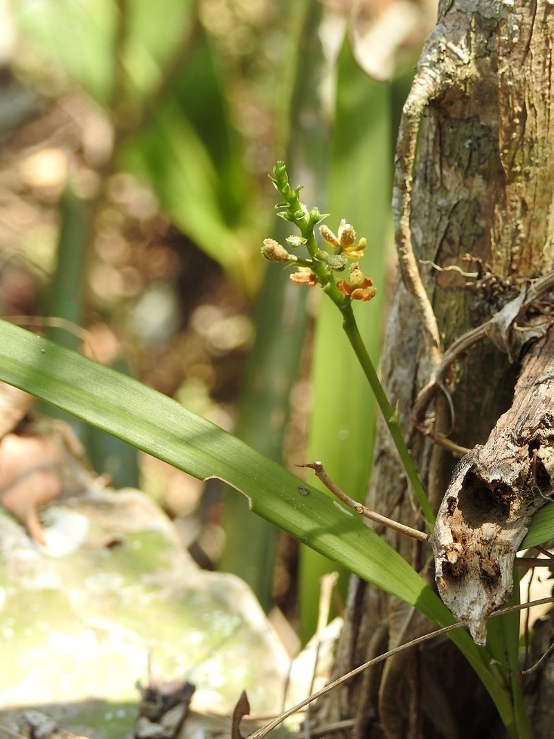 Prosthechea sanchezii photo 2