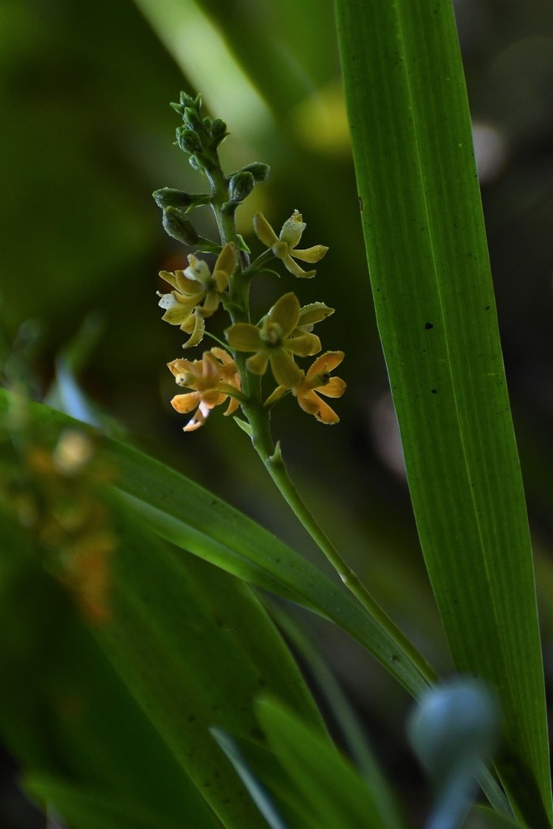 Prosthechea sanchezii photo 3