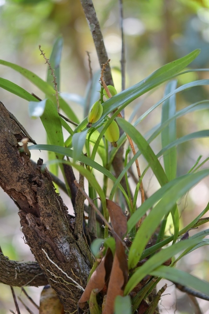 Prosthechea sanchezii photo 4