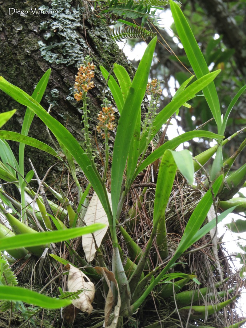 Prosthechea sanchezii photo 5