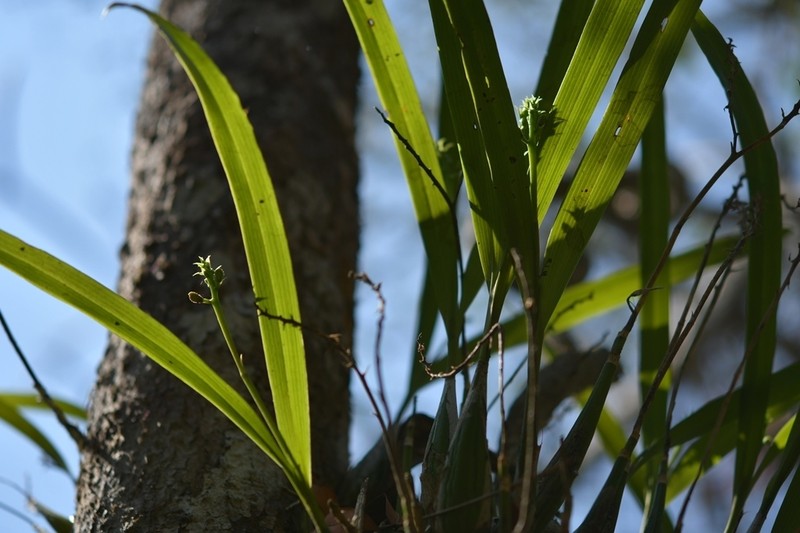 Prosthechea sanchezii photo 6
