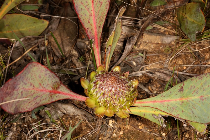 Protea acaulos photo 2